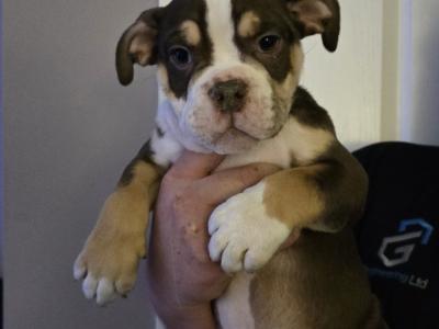 Olde English Bulldog puppies in Antrim