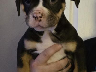 Olde English Bulldog puppies in Antrim