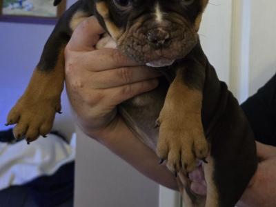 Olde English Bulldog puppies in Antrim