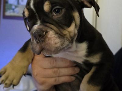 Olde English Bulldog puppies in Antrim
