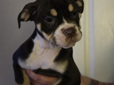 Olde English Bulldog puppies in Antrim