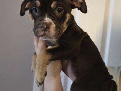 Olde English Bulldog puppies in Antrim