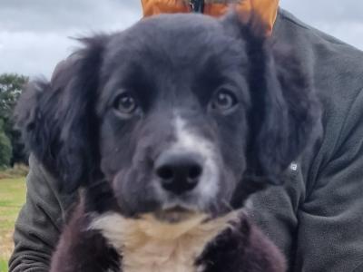 Beautiful, friendly Border Collie x Jack Russell x puppies for sale in Wexford