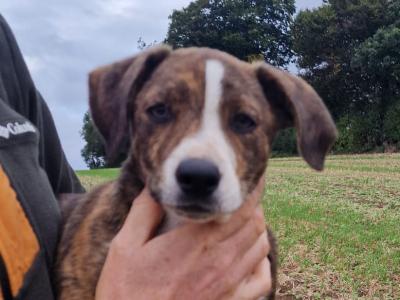 Beautiful, friendly Border Collie x Jack Russell x puppies for sale in Wexford