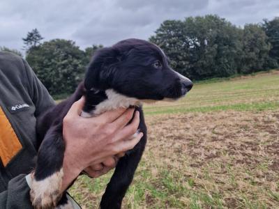 Beautiful, friendly Border Collie x Jack Russell x puppies for sale in Wexford