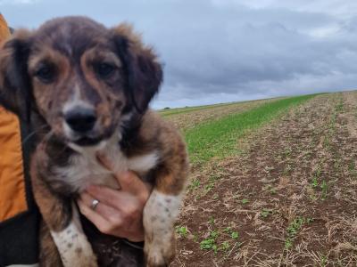Beautiful, friendly Border Collie x Jack Russell x puppies for sale in Wexford