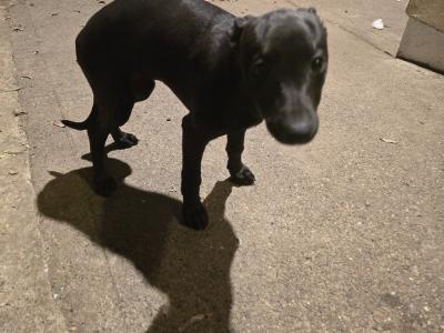 Beautiful Whippet . Last of cracking litter. Very unusual colour