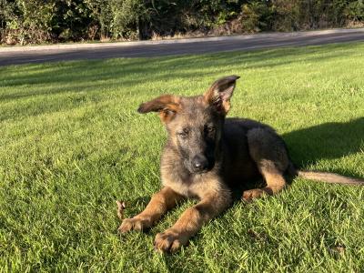 Male German Shepherd puppy in Cork