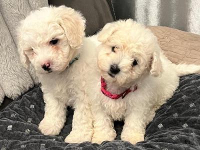 Purebred Bichon Frise puppies
