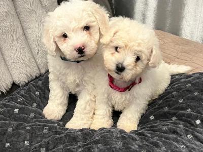 Purebred Bichon Frise puppies
