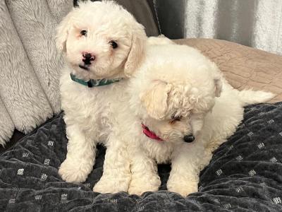Purebred Bichon Frise puppies