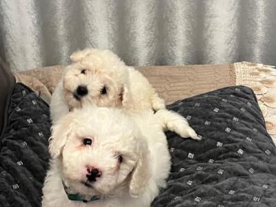 Purebred Bichon Frise puppies