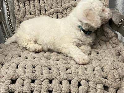 Purebred Bichon Frise puppies