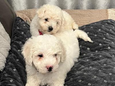 Purebred Bichon Frise puppies