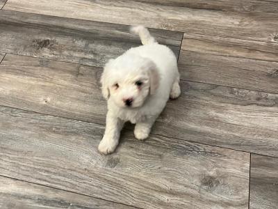 Purebred Bichon Frise puppies