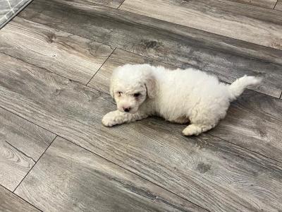 Purebred Bichon Frise puppies