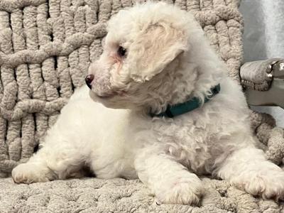 Purebred Bichon Frise puppies