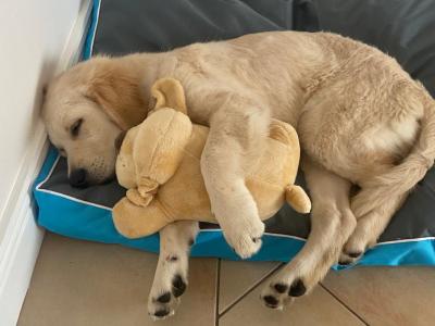 Female Golden Retriever puppy 6 months old in Galway