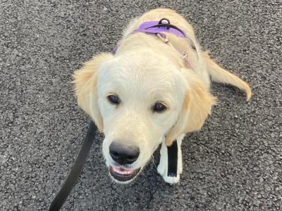 Female Golden Retriever puppy 6 months old in Galway