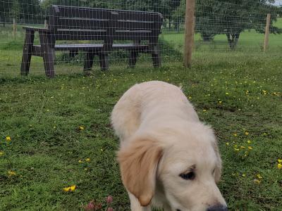 Female Golden Retriever puppy 6 months old in Galway