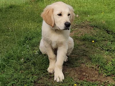 Female Golden Retriever puppy 6 months old in Galway