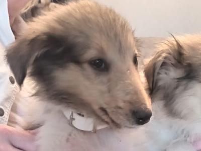 Beautiful Rough Collie puppies for sale in Mayo