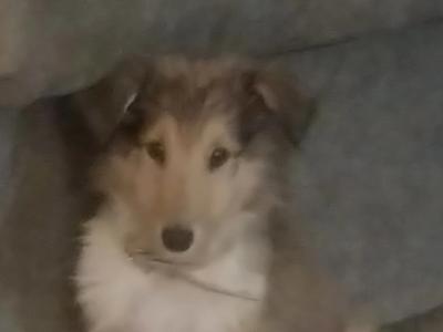 Beautiful Rough Collie puppies for sale in Mayo