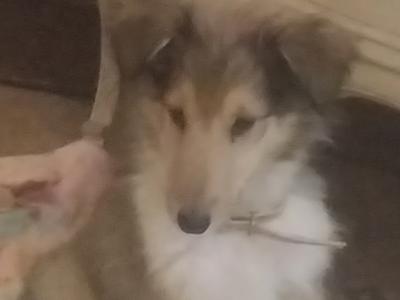 Beautiful Rough Collie puppies for sale in Mayo