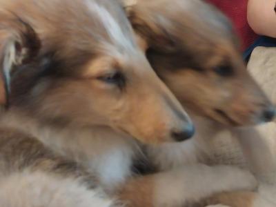 Beautiful Rough Collie puppies for sale in Mayo