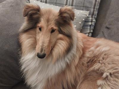 Beautiful Rough Collie puppies for sale in Mayo