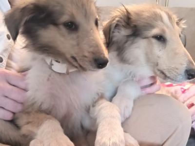 Beautiful Rough Collie puppies for sale in Mayo
