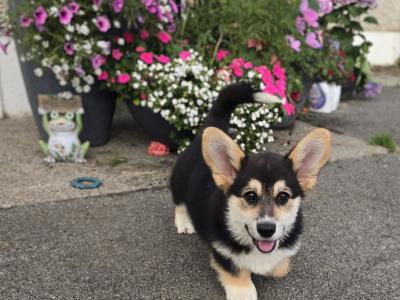 Welsh Corgi Pembroke Puppy – Raised with Love, Backed by Champions