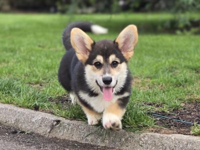 Welsh Corgi Pembroke Puppy – Raised with Love, Backed by Champions