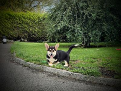 Welsh Corgi Pembroke Puppy – Raised with Love, Backed by Champions