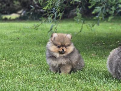 Exclusive Tiny Teddy Bear IKC Registered Pomeranian puppies in Tipperary