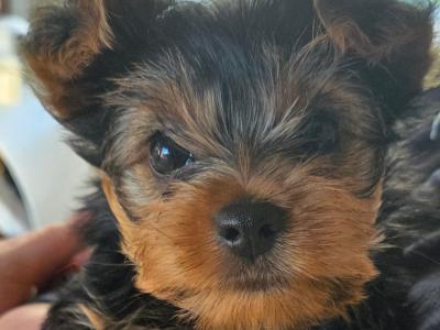 Beautiful miniature Yorkshire Terrier puppies for sale in Mayo