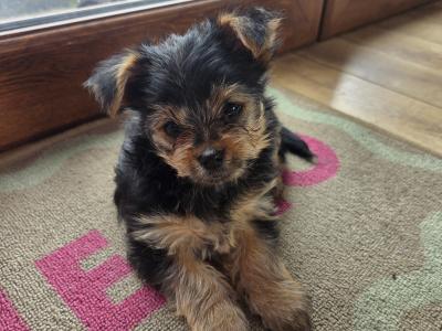 Beautiful miniature Yorkshire Terrier puppies for sale in Mayo