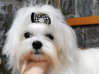 IKC Registered male Maltese puppy 9 months old in Laois