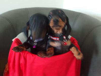 Adorable dashound Ikc male pup available in  lapis one male one femail