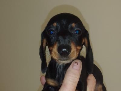 Adorable dashound Ikc male pup available in  lapis one male one femail
