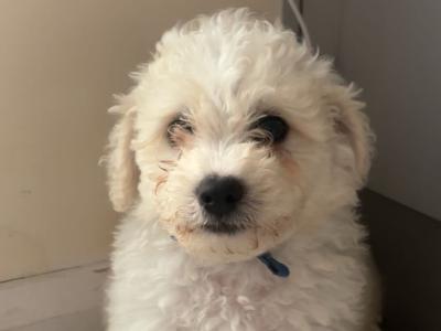 4 Boy Cavachon puppies in Limerick