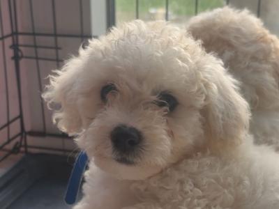 4 Boy Cavachon puppies in Limerick