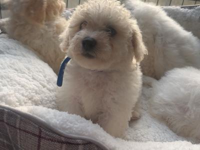 4 Boy Cavachon puppies in Limerick