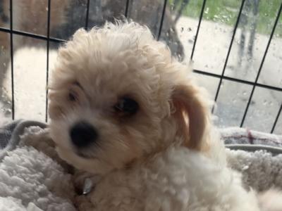 4 Boy Cavachon puppies in Limerick