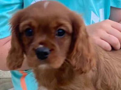 Cavalier King Charles Male puppy Ruby Red in Kerry - Registered with Animark.ie