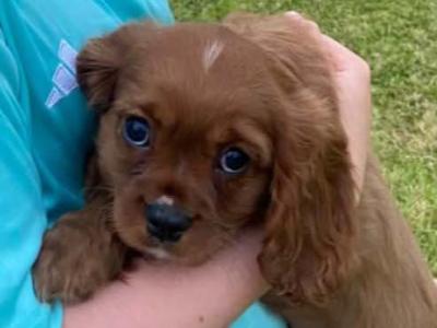 Cavalier King Charles Male puppy Ruby Red in Kerry - Registered with Animark.ie