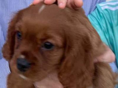 Cavalier King Charles Male puppy Ruby Red in Kerry - Registered with Animark.ie