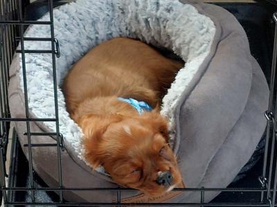 Cavalier King Charles Male puppy Ruby Red in Kerry - Registered with Animark.ie