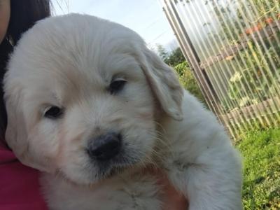 Adorable White Golden Retriever puppies in Cork