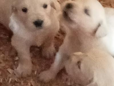 Adorable White Golden Retriever puppies in Cork
